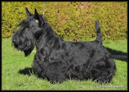 Master&Commander BEJCh