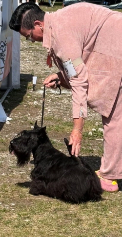 Sir Danley's Focus on Fergus_Munich Dog Show Day-4_BIS-2-Junior
