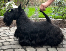 Sir Darnley's Emit Echo_Belgischer Ch