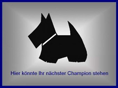 nächster Champion