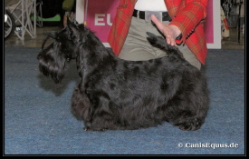 Honeypaws Lovely EJSg