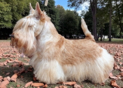 SP Magic Momemts SwissShowCh